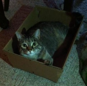 Thalia in a box - ed